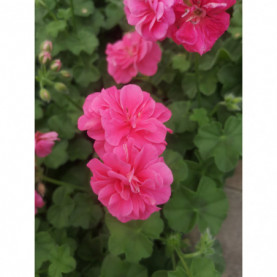 Géranium Lierre Double Gb Of Pink