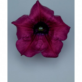 Surfinia Burgundy