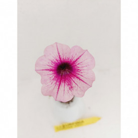 Surfinia Rose Vein