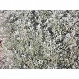 Artemesia Powis Castle
