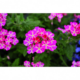 Verveine Es Voodoo Pink Star Etoile Rose