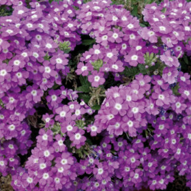 Verveine Vanessa Optik Lavender