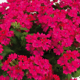 Verveine Vanessa Neon Pink