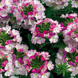 Verveine Vanessa Bicolor Rose