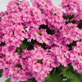 Verveine Vanessa Pink