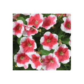 Pétunia Capella Cherry Vanilla