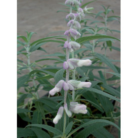 Sauge Leucantha