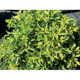 Alternanthéra Magnifica Aurea