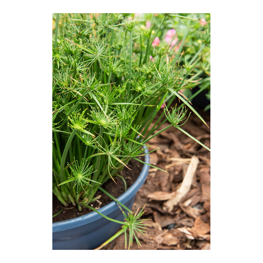 Cyperus Prolifer Cyperus Prolifer