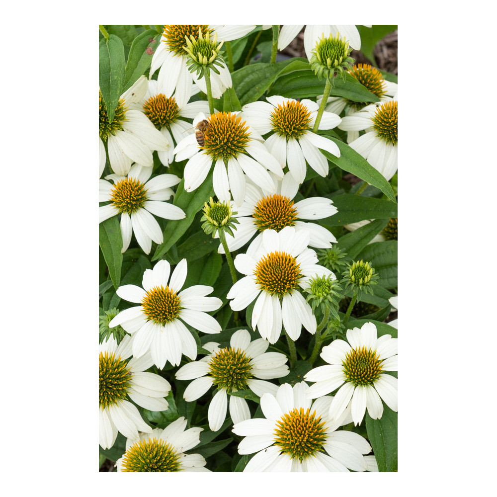 Echinacea Powwow Vild Berry Blanc Echinacea Powwow Vild Berry Blanc