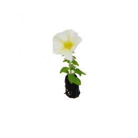 Surfinia Yellow