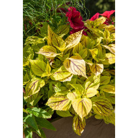 Coleus Bt Caipirinha