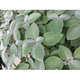 Plectrantrus Silver Shield