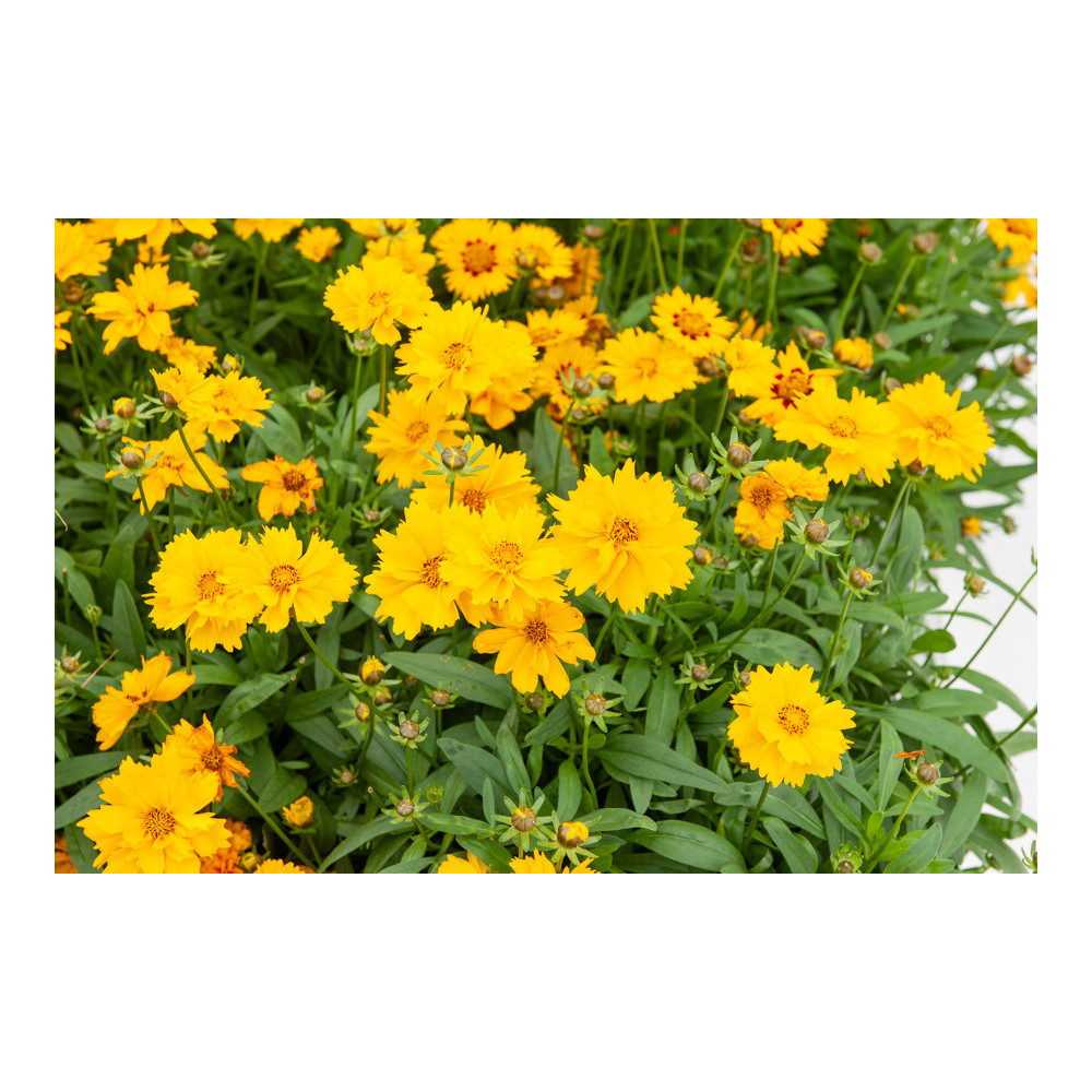 Coreopsis Presto Grandiflora Coreopsis Presto Grandiflora