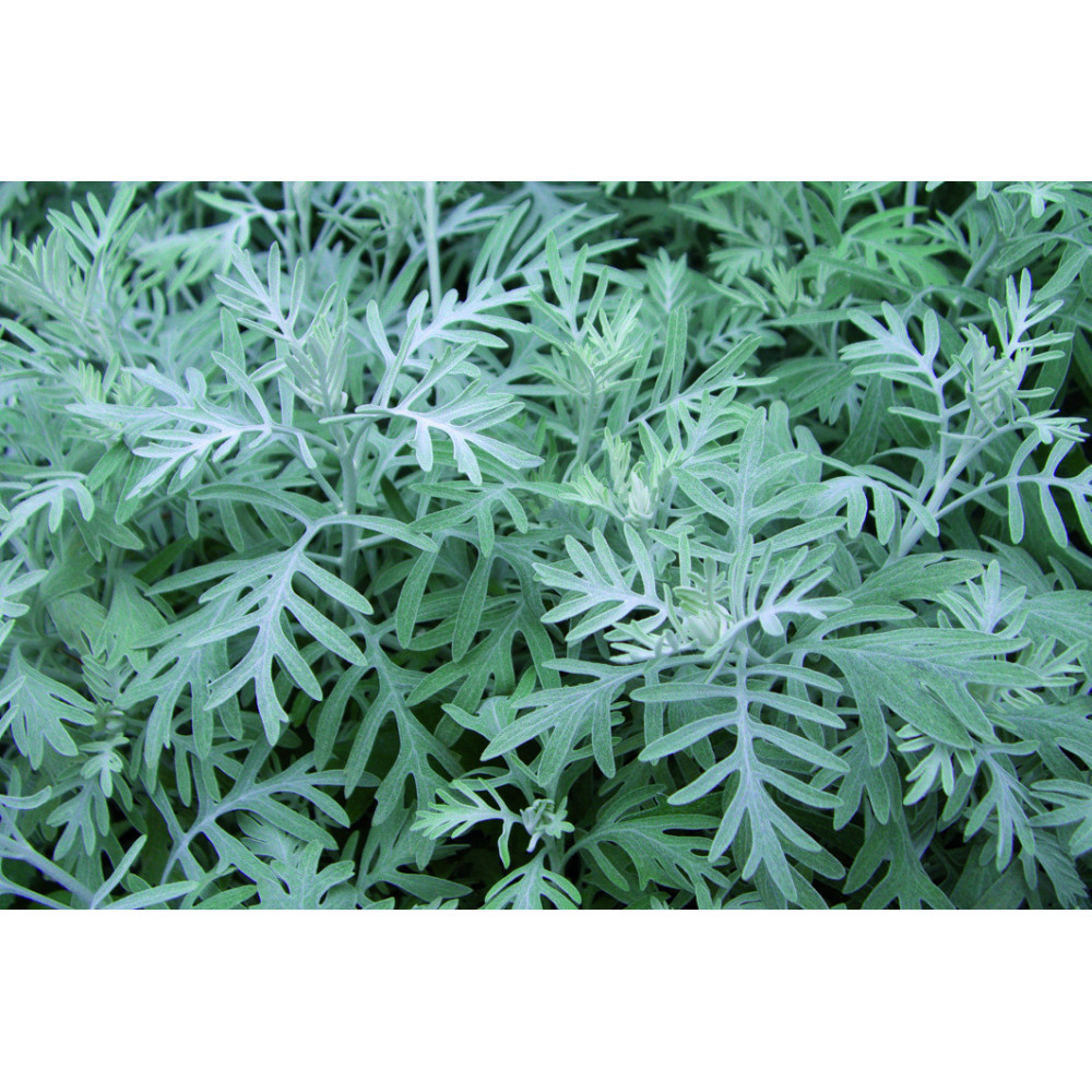 Senecio Vira Vira Senecio Vira Vira