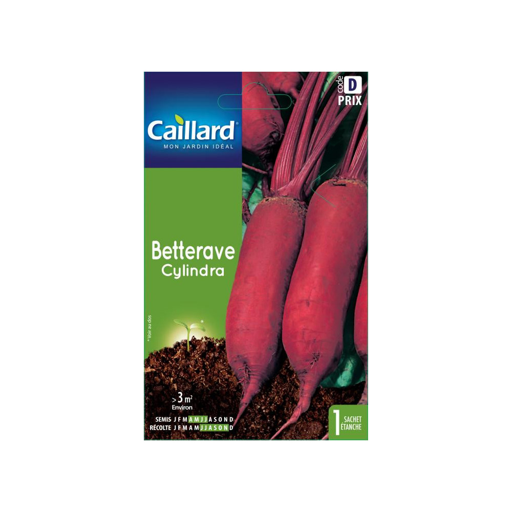 Graine De Betterave Cylindra Graine De Betterave Cylindra