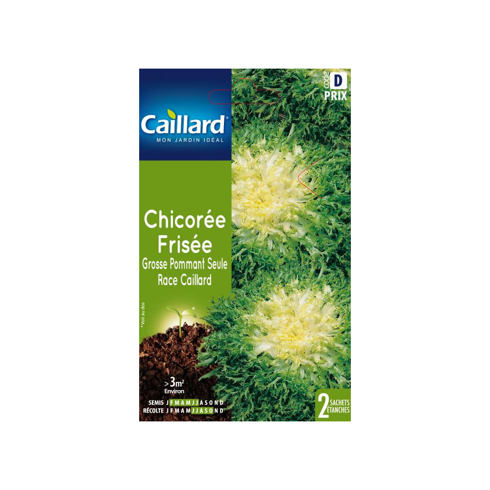 Graine De Chicorée Frisée Grosse Pommant Seule Race Caillard Graine De Chicorée Frisée Grosse Pommant Seule Race Caillard