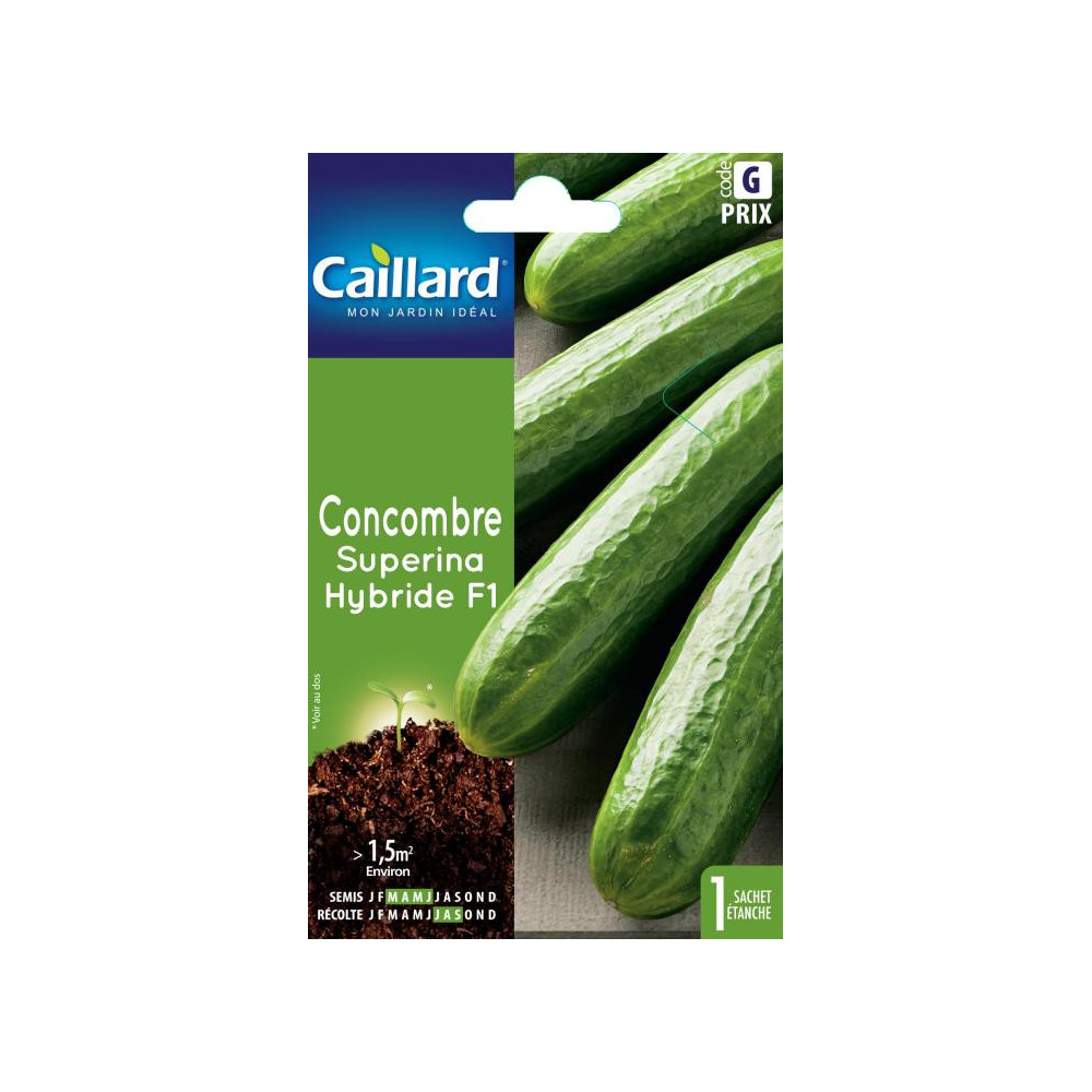 Graine De Concombre Superina Hybride F1 Graine De Concombre Superina Hybride F1