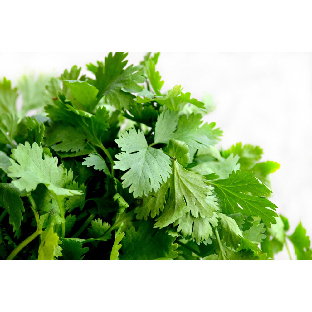Graine De Coriandre Cultivée Graine De Coriandre Cultivée