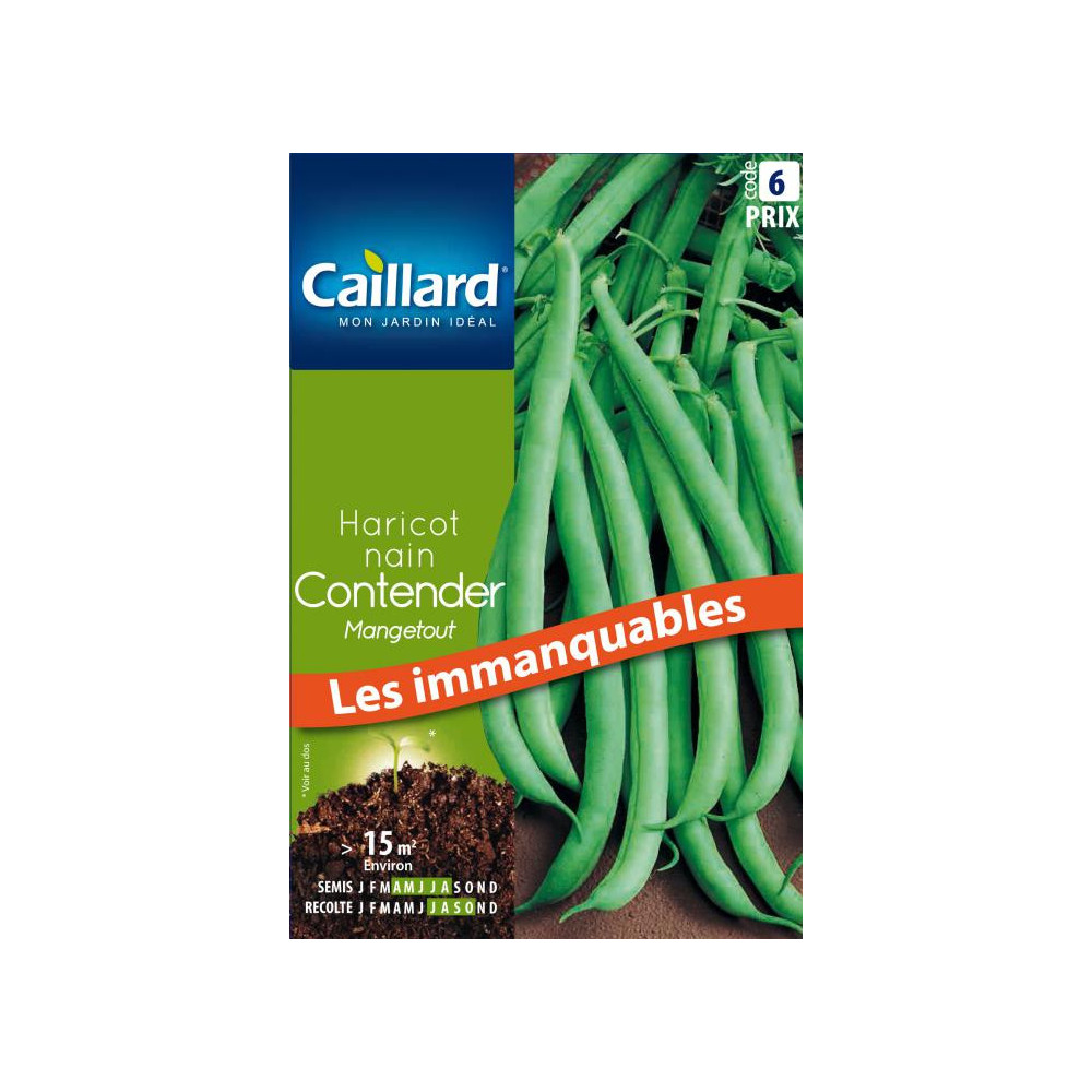 Graine De Haricot Nain Mangetout Contender Graine De Haricot Nain Mangetout Contender