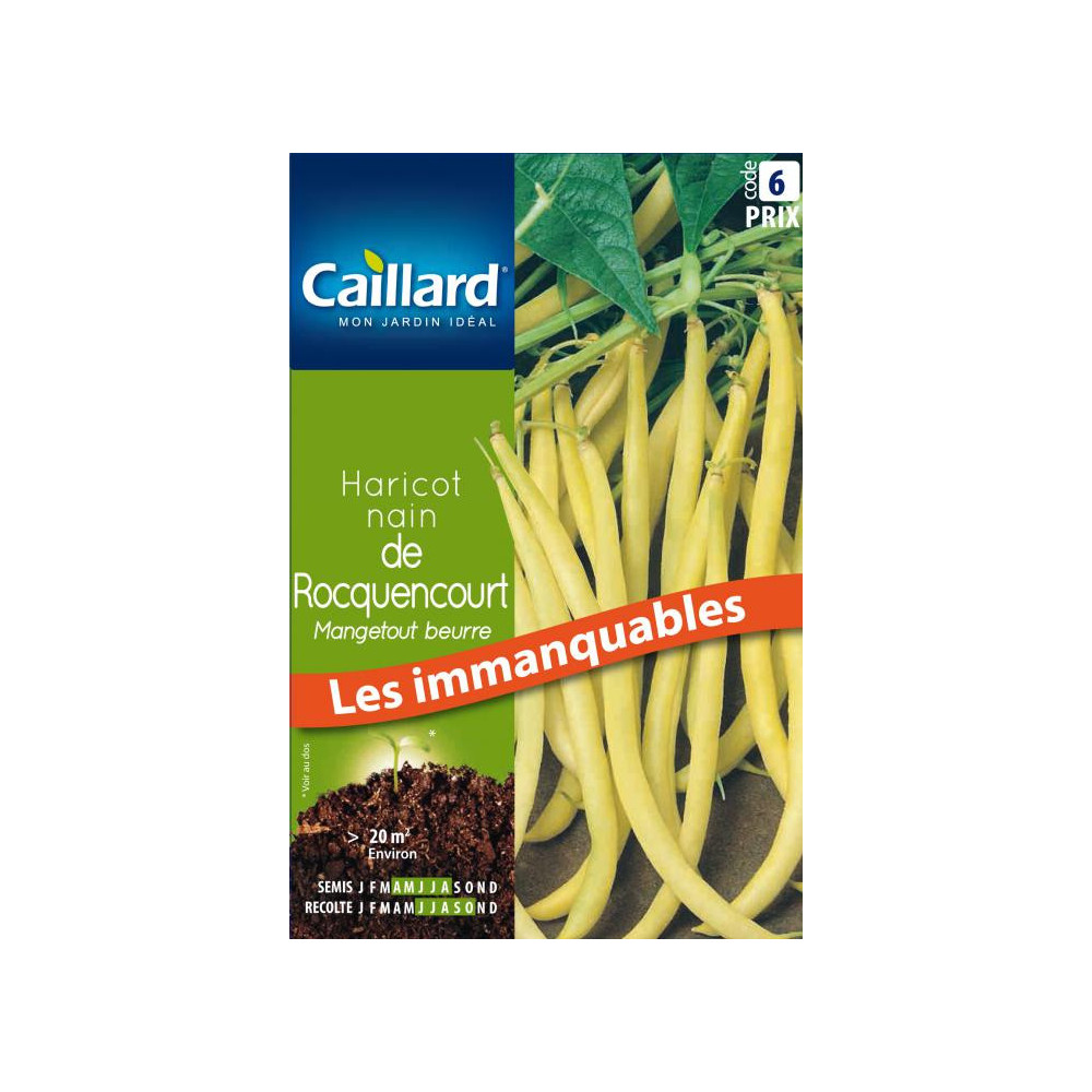 Graine De Haricot Nain Mangetout De Rocquencourt Graine De Haricot Nain Mangetout De Rocquencourt