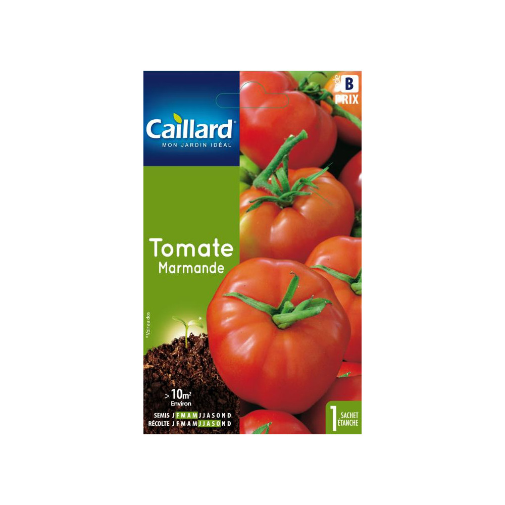 Graine De Tomate Marmande Graine De Tomate Marmande