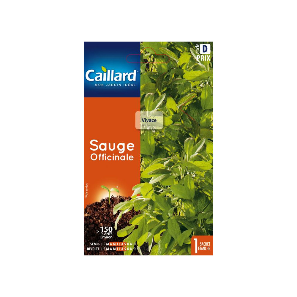 Graine De Sauge Officinale Graine De Sauge Officinale