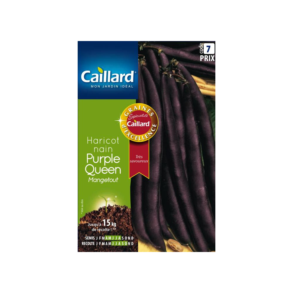 Graine De Haricot Nain Mangetout Purple Queen Graine De Haricot Nain Mangetout Purple Queen