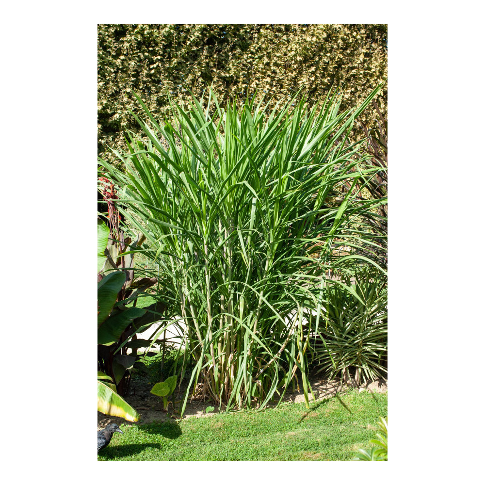 Canne A Sucre Feuillage Vert Canne A Sucre Feuillage Vert