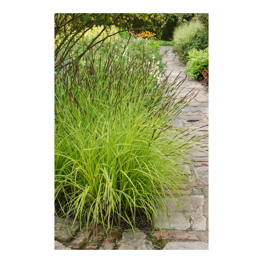Carex Elata Oshimensis Everillo Aurea Carex Elata Oshimensis Everillo Aurea