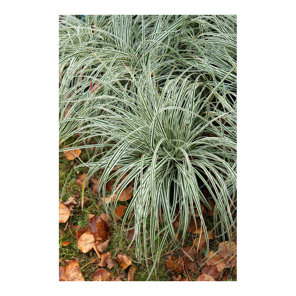 Carex Everest Carex Everest