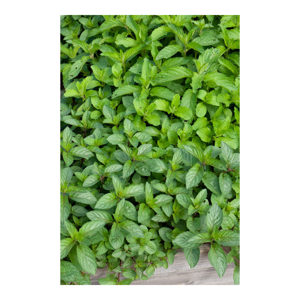 Menthe Chocolat Menthe Chocolat