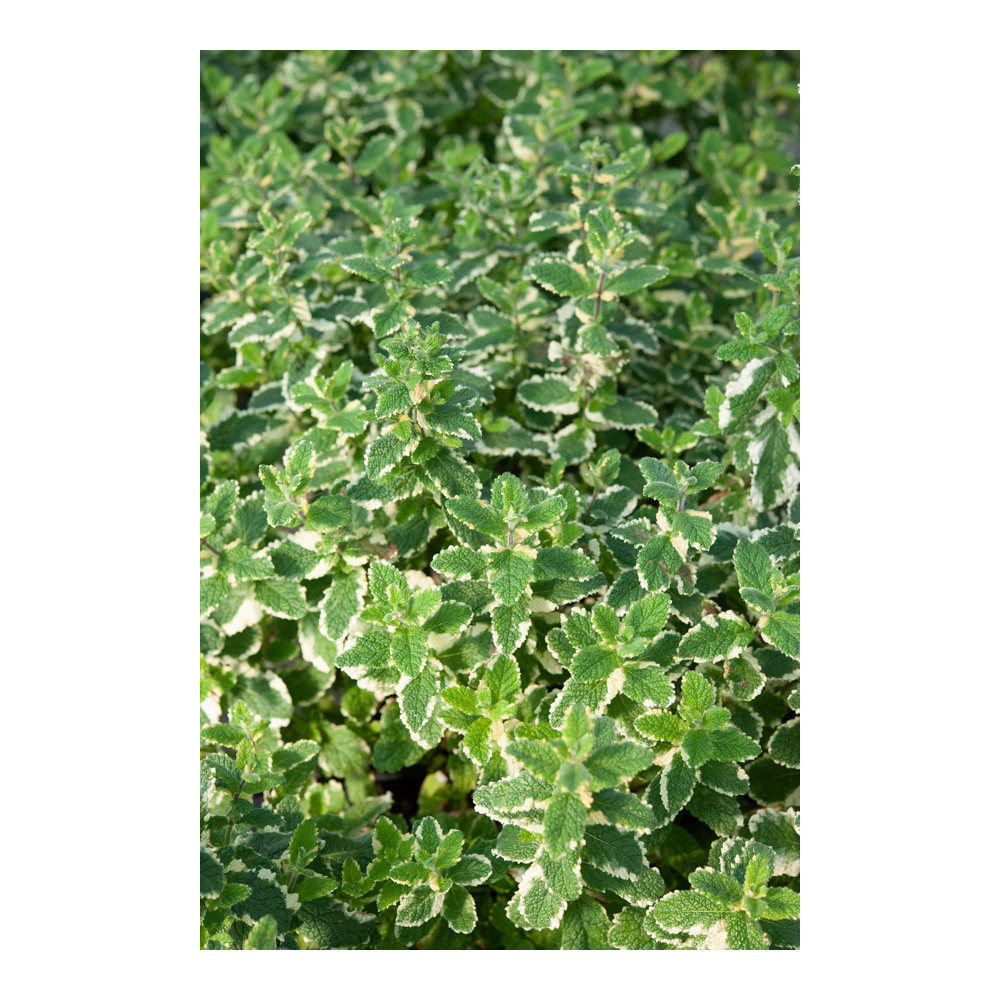 Menthe Panachée Menthe Panachée