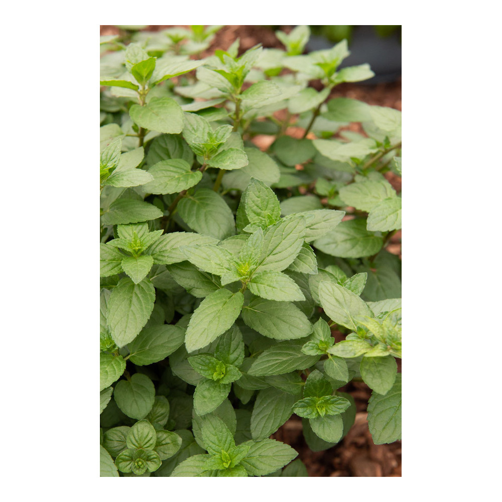 Menthe Poivrée Menthe Poivrée