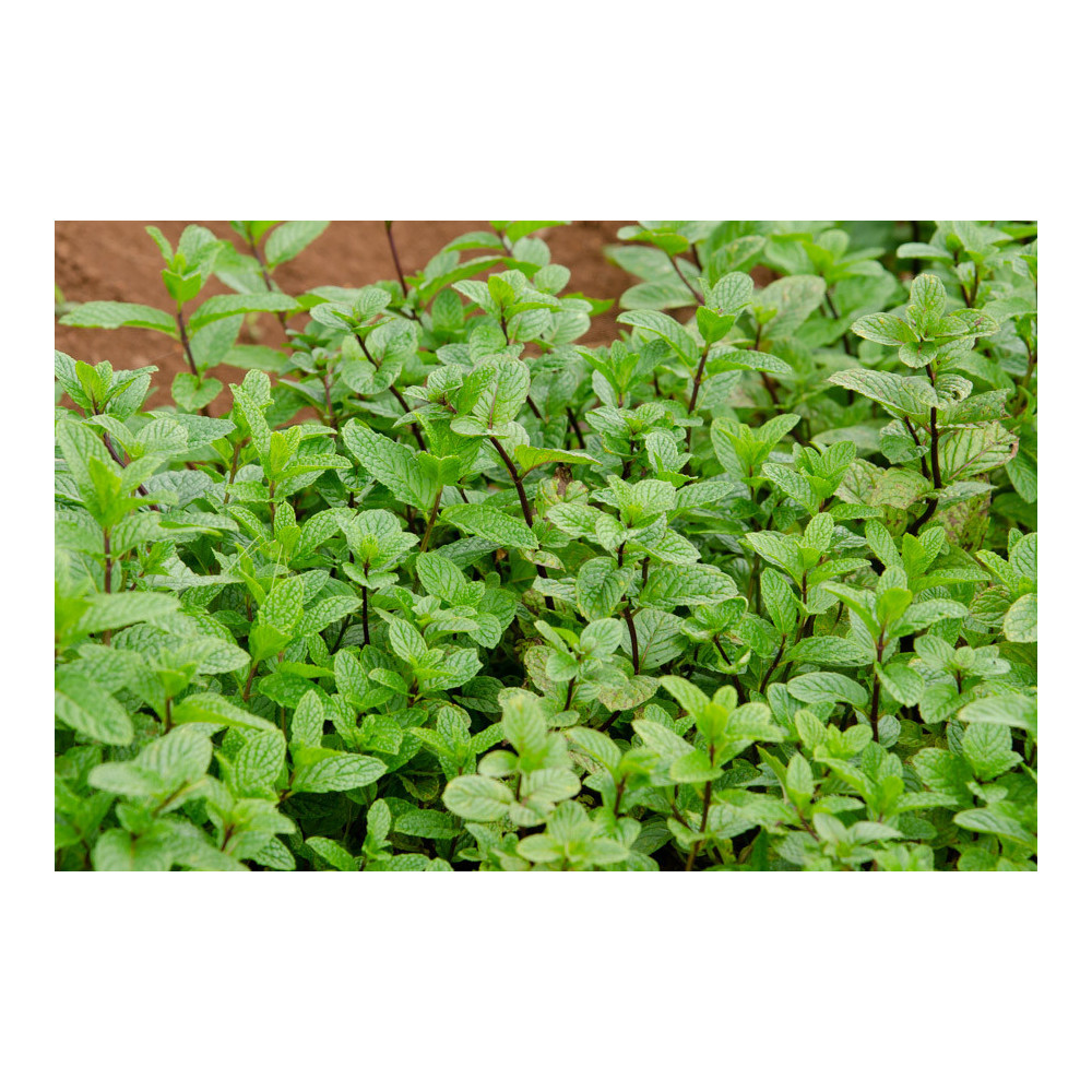 Menthe Verte Menthe Verte