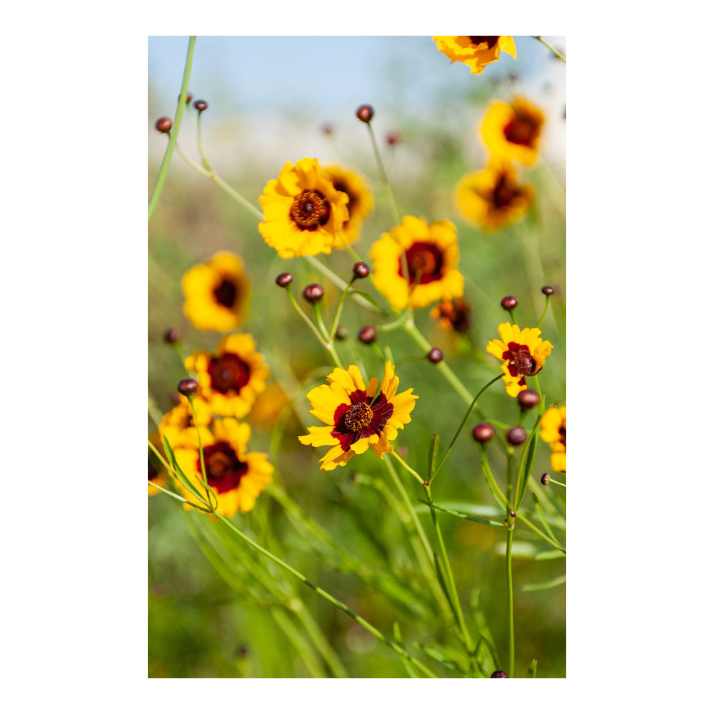 Coreopsis Bt Pineapple Jaune Centre Rouge Coreopsis Bt Pineapple Jaune Centre Rouge