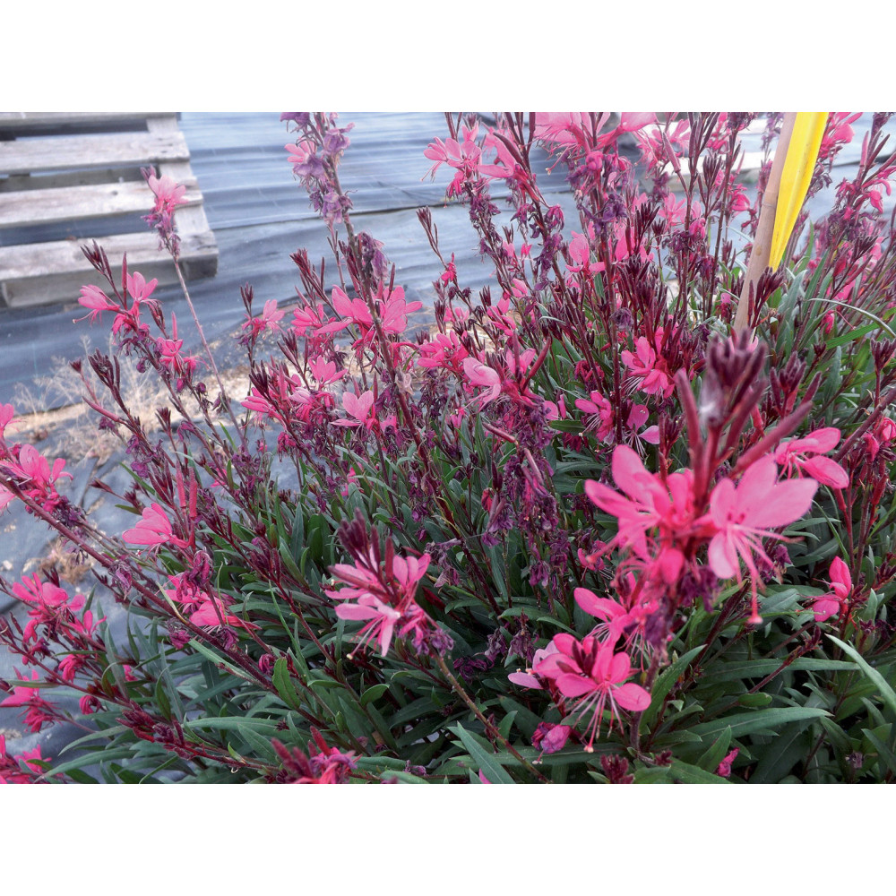 Gaura Pink Dwart Rose Foncé Gaura Pink Dwart Rose Foncé