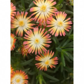 Delosperma Jewel Of Desert Ruby