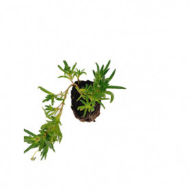 Delosperma Jewel Of Desert Ruby