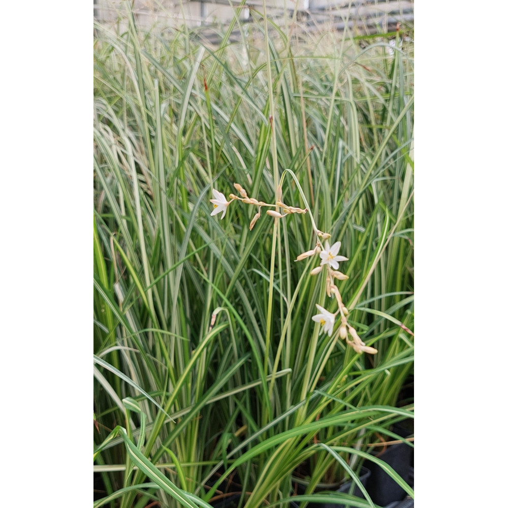 Anthericum Starlight Anthericum Starlight