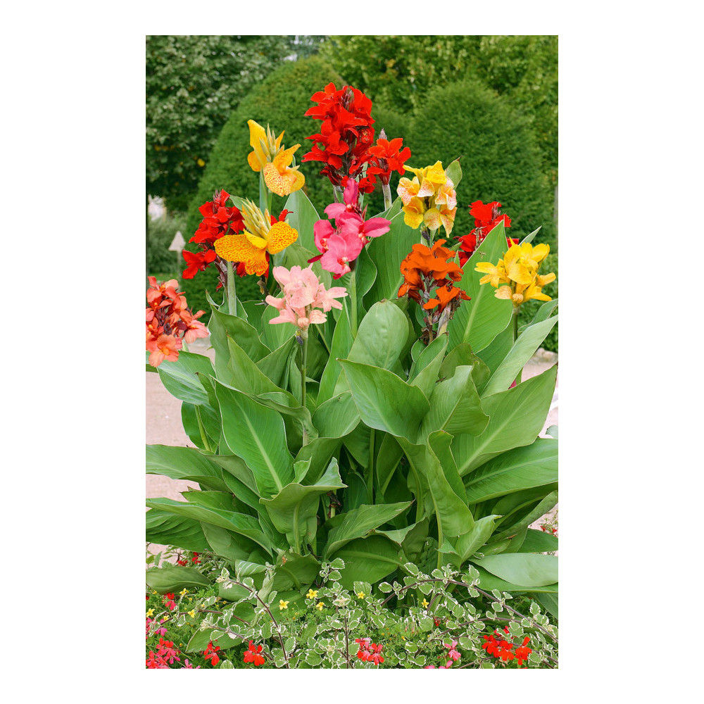 Canna Mélange Haut Canna Mélange Haut