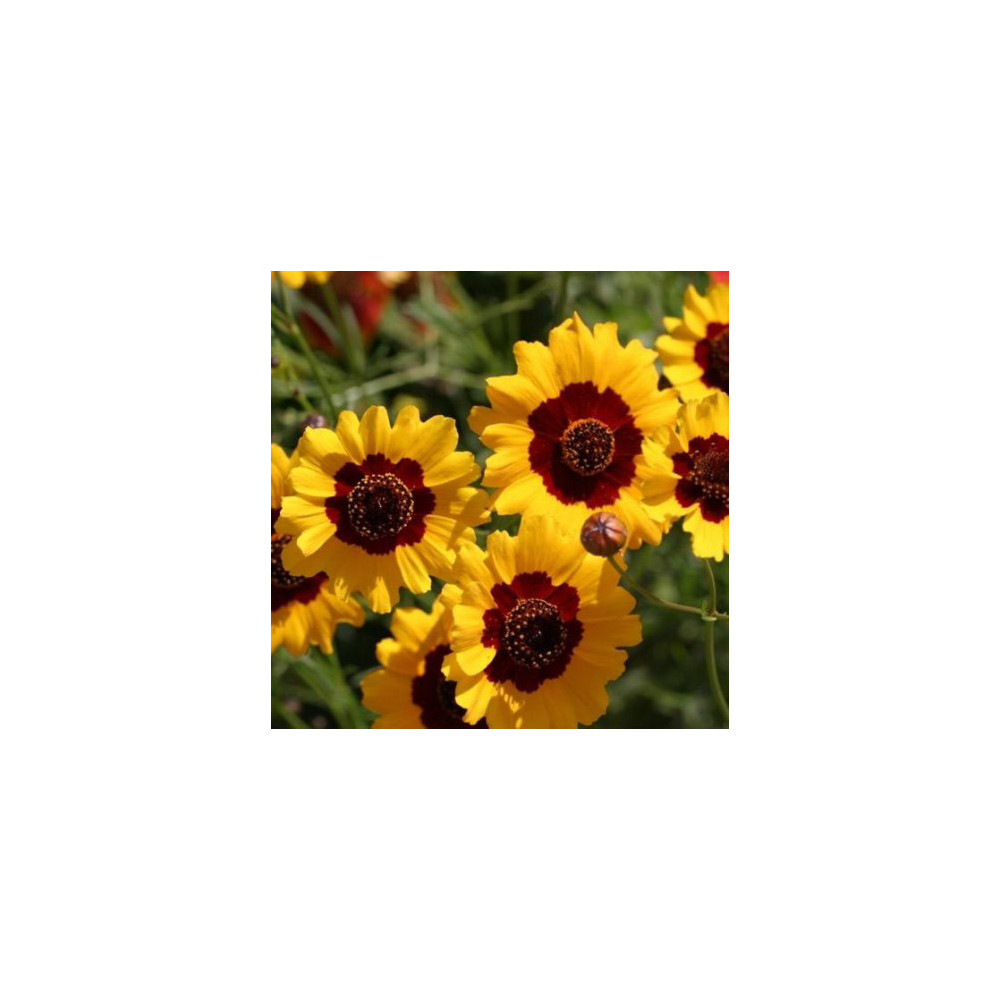 Coreopsis Tinctoria Disque D'or Coreopsis Tinctoria Disque D'or