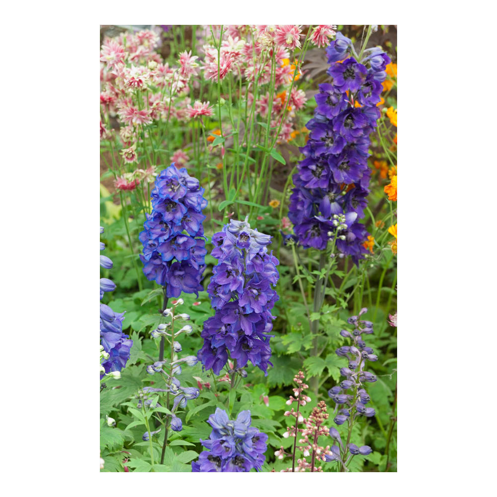 Delphinium Magic Fountains Dark Blue Delphinium Magic Fountains Dark Blue