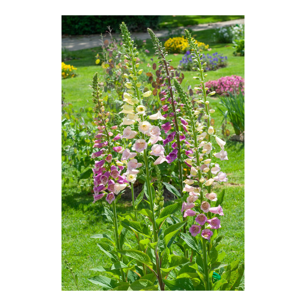 Digitalis Camelot Mélange Digitalis Camelot Mélange