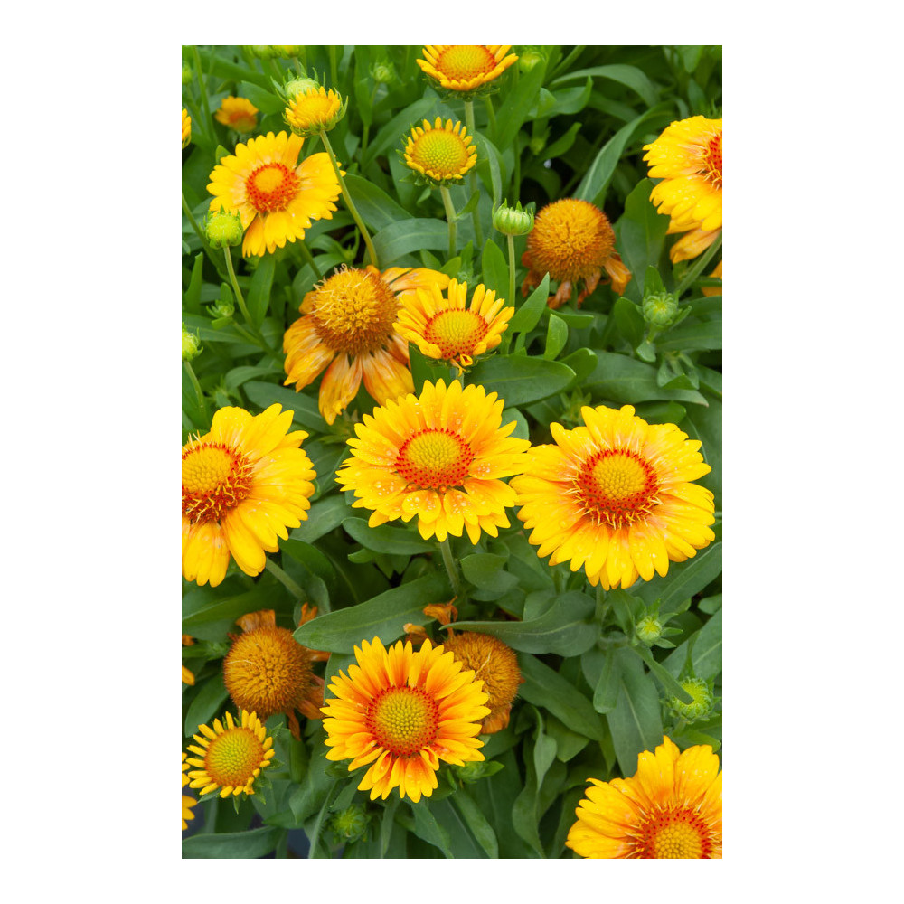 Gaillarde Arizona Abricot African Sunset Gaillarde Arizona Abricot African Sunset