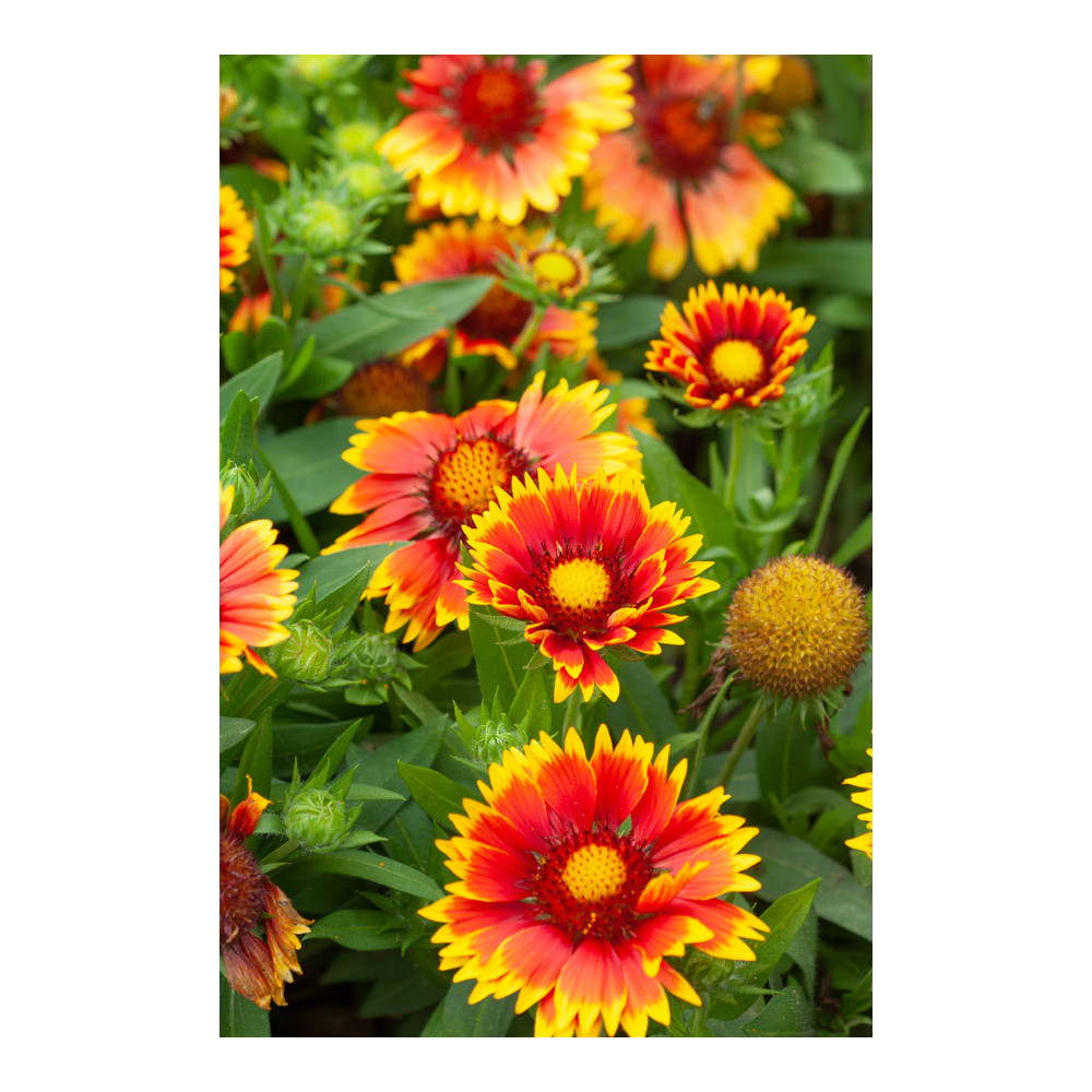 Gaillarde Arizona Sun Gaillarde Arizona Sun