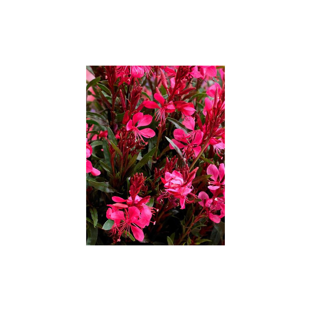 Gaura Gaudi Red Lilipop Gaura Gaudi Red Lilipop