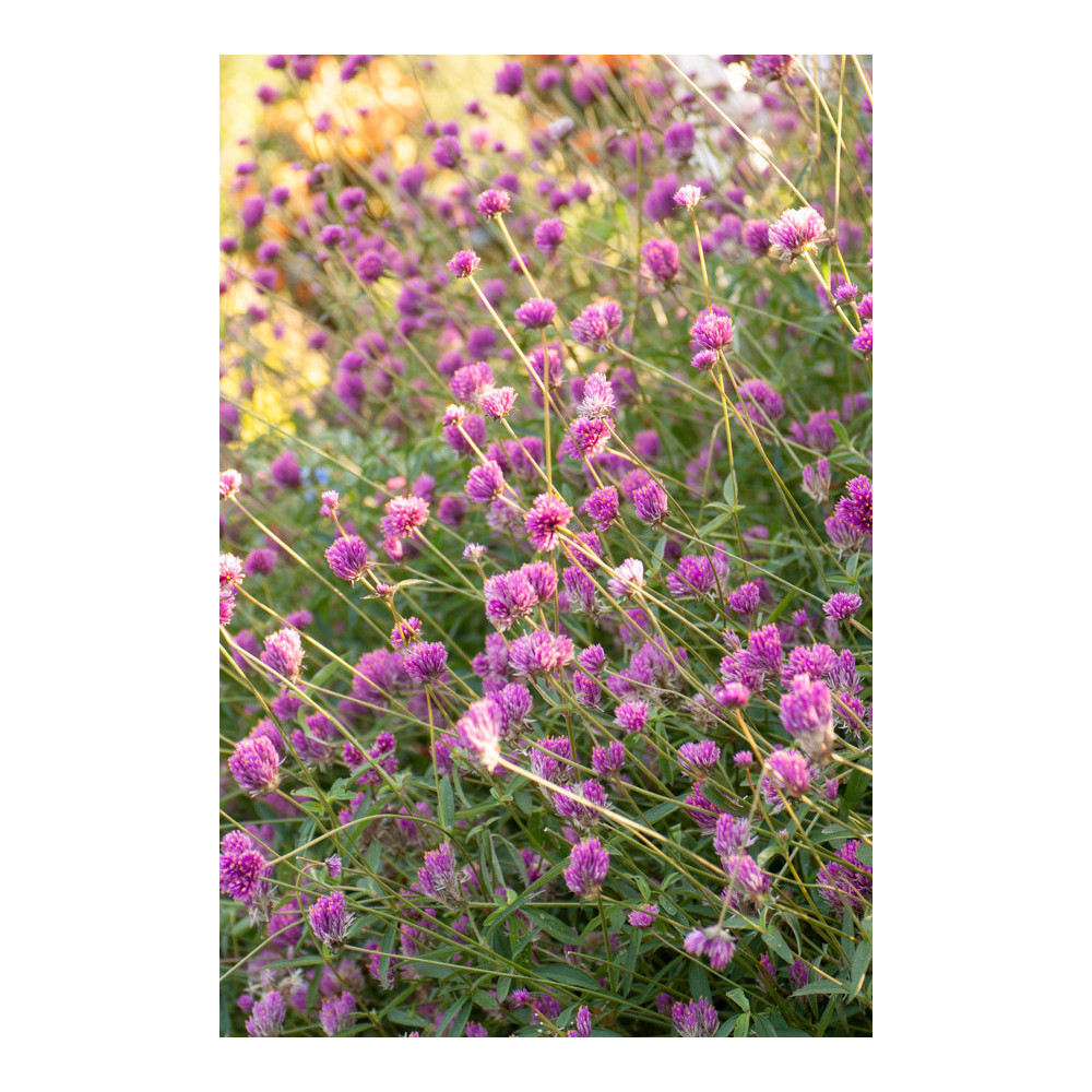 Gomphrena Fireworks Gomphrena Fireworks