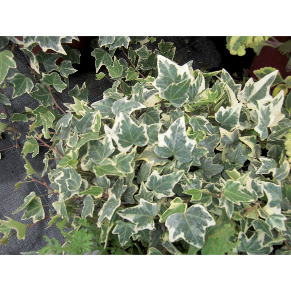 Hedera Adam Panaché Vert Blanc Hedera Adam Panaché Vert Blanc
