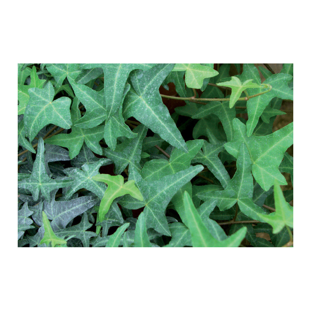 Hedera Pittsburh Vert Hedera Pittsburh Vert